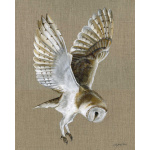 birds-barn-owl-magic-canvas-325-website_1973040318