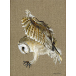 birds-of-prey-barn-owl-dark-angel-canvas-340-website