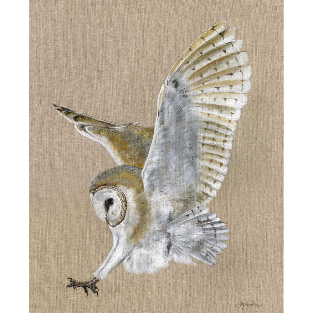birds-barn-owl-misty-canvas-324-website_1437729894