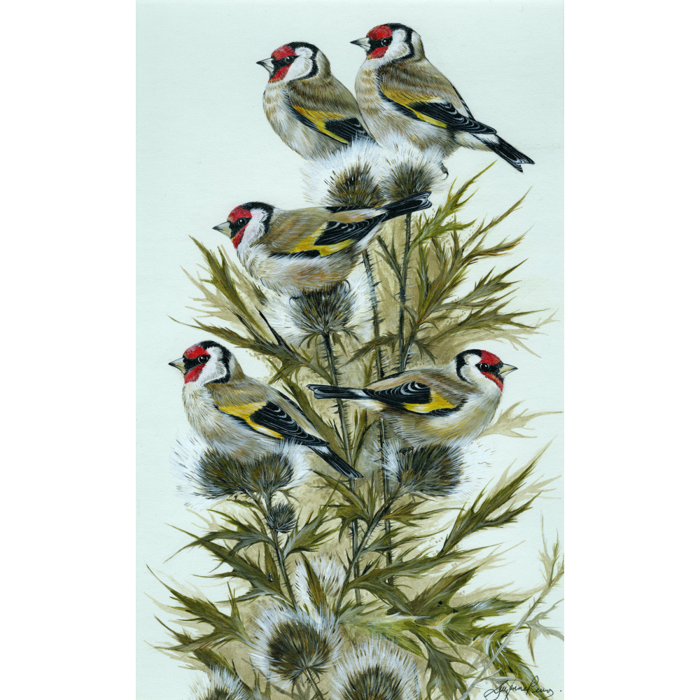 birds-fine-art-prints-goldfinches-five-gold-rings-suzanne-perry-art-288