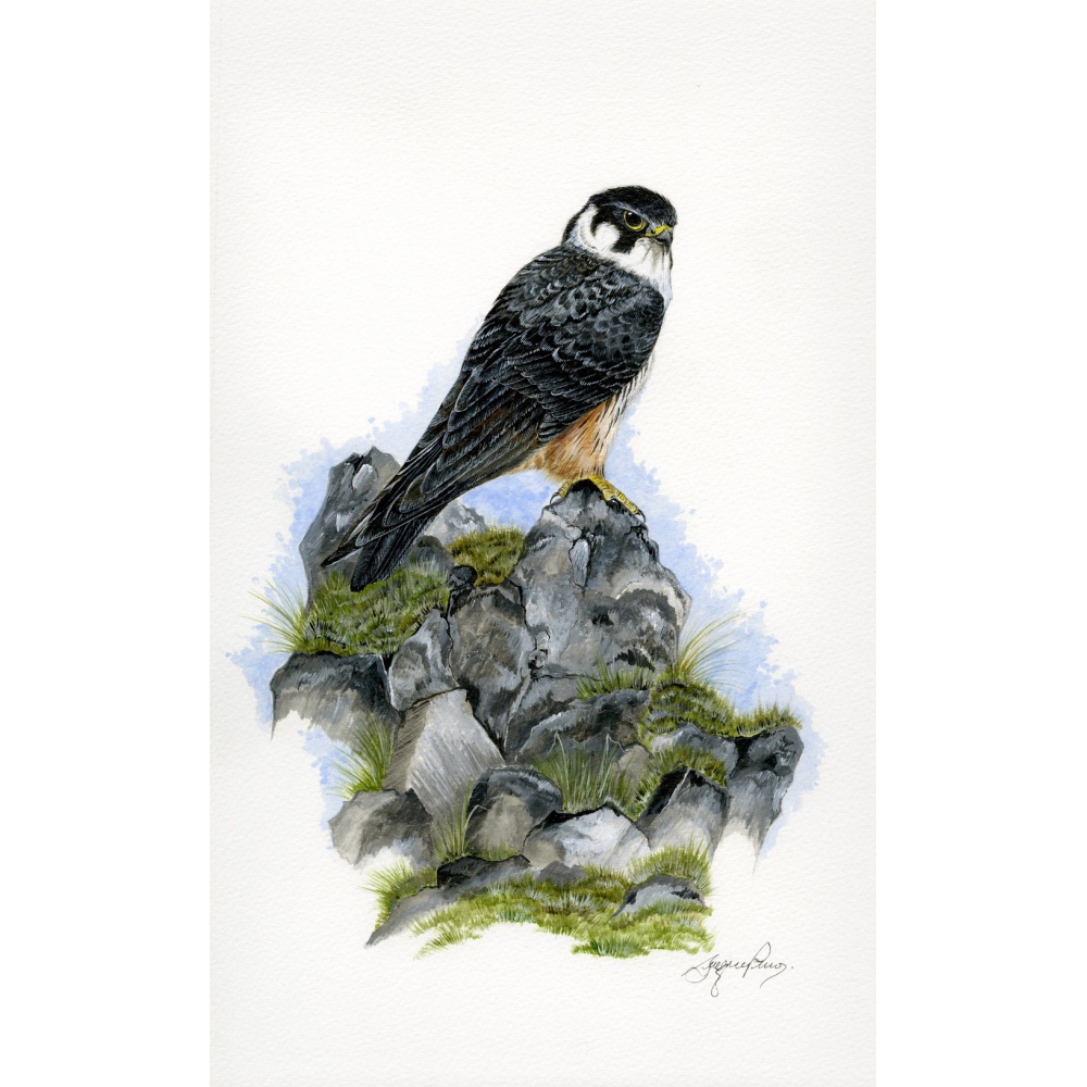 birds-fine-art-prints-hobby-on-the-rocks-suzanne-perry-art-061-edit