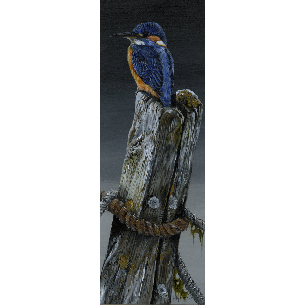 birds-fine-art-prints-kingfisher-night-light-suzanne-perry-art-5029