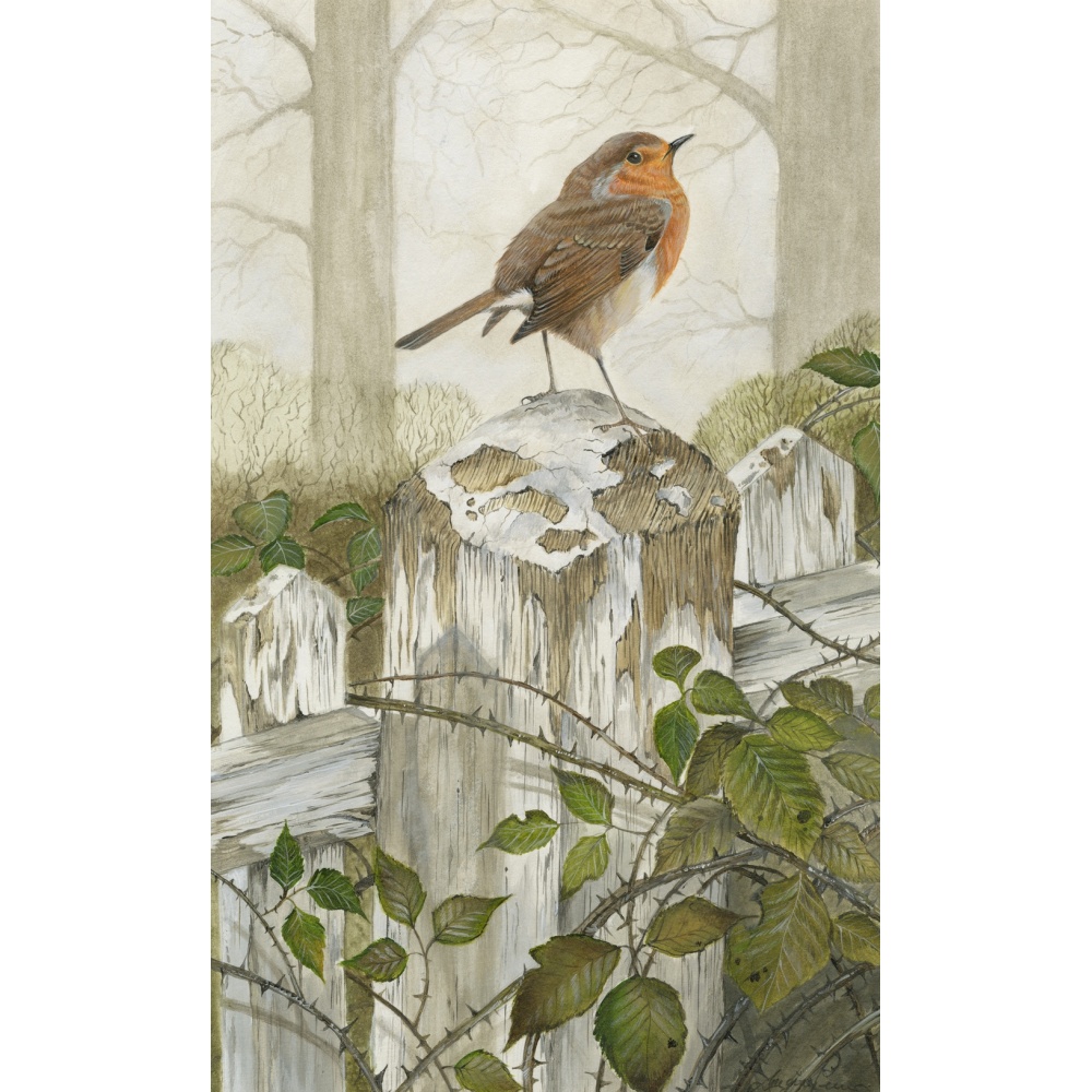 birds-fine-art-prints-robin-bramble-suzanne-perry-art-200