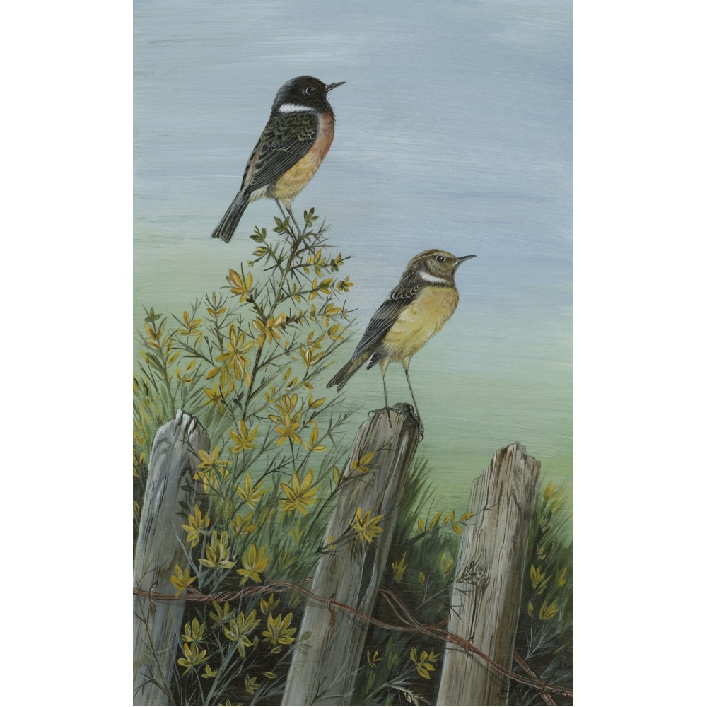 birds-fine-art-prints-stonechats-suzanne-perry-art-124_1482373602