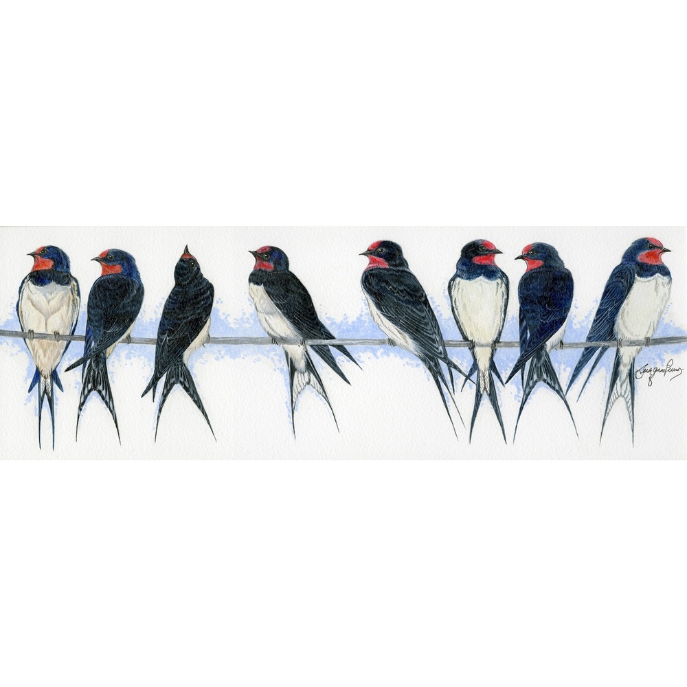 birds-fine-art-prints-swallows-united-suzanne-perry-art-023