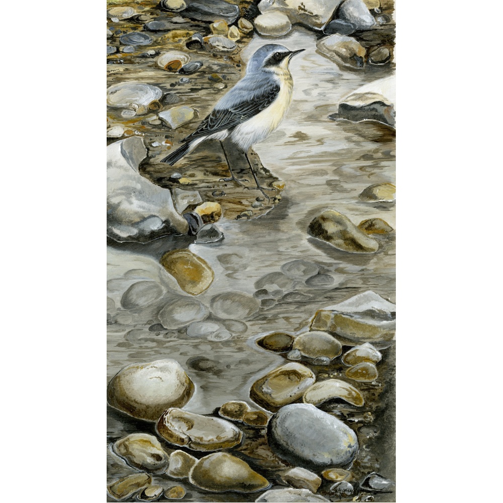 birds-fine-art-prints-wheatear-pebbles-suzanne-perry-art-234