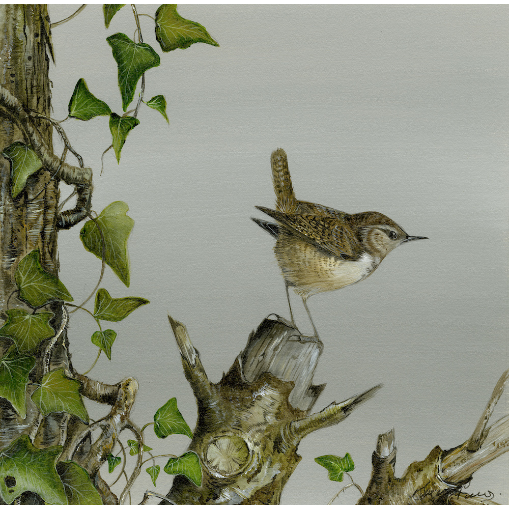 birds-fine-art-prints-wren-ivy-suzanne-perry-art-247_437130820