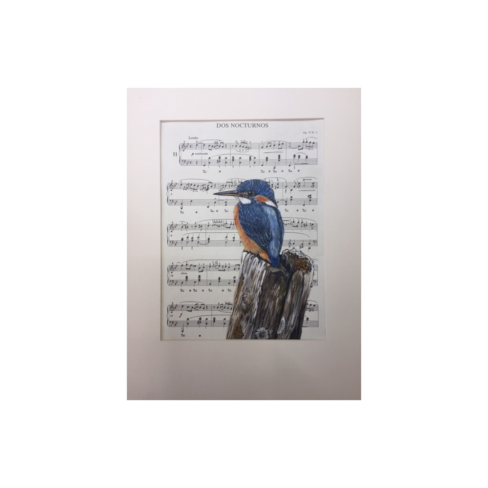 birds-kingfisher-dos-nocturnos