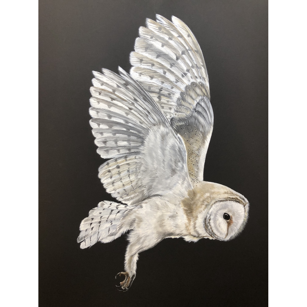 birds-of-prey-barn-owl-tito-s-p-art-401