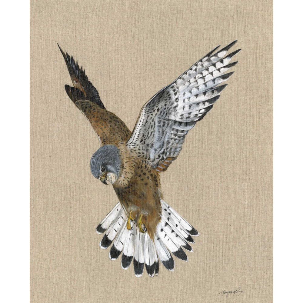 birds-of-prey-kestrel-acer-canvas-s-p-art-345-website