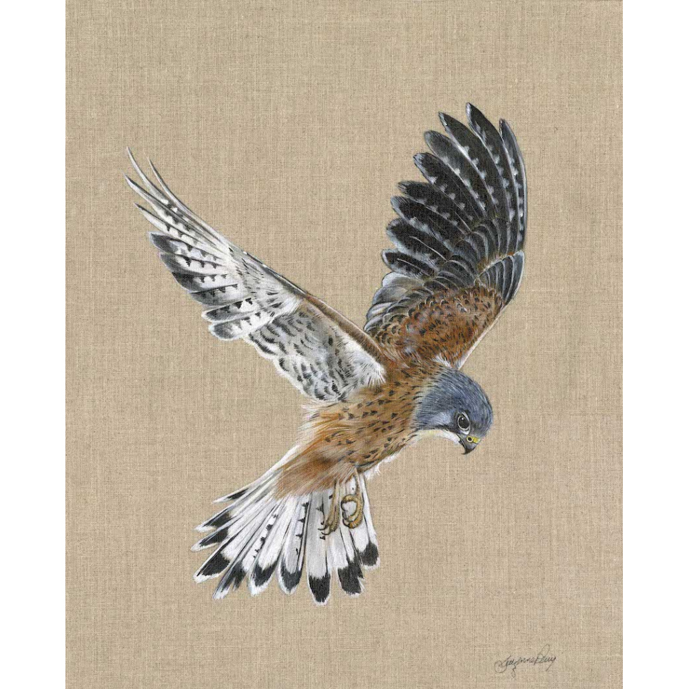 birds-of-prey-kestrel-esker-canvas-s-p-art-344-website_980200881