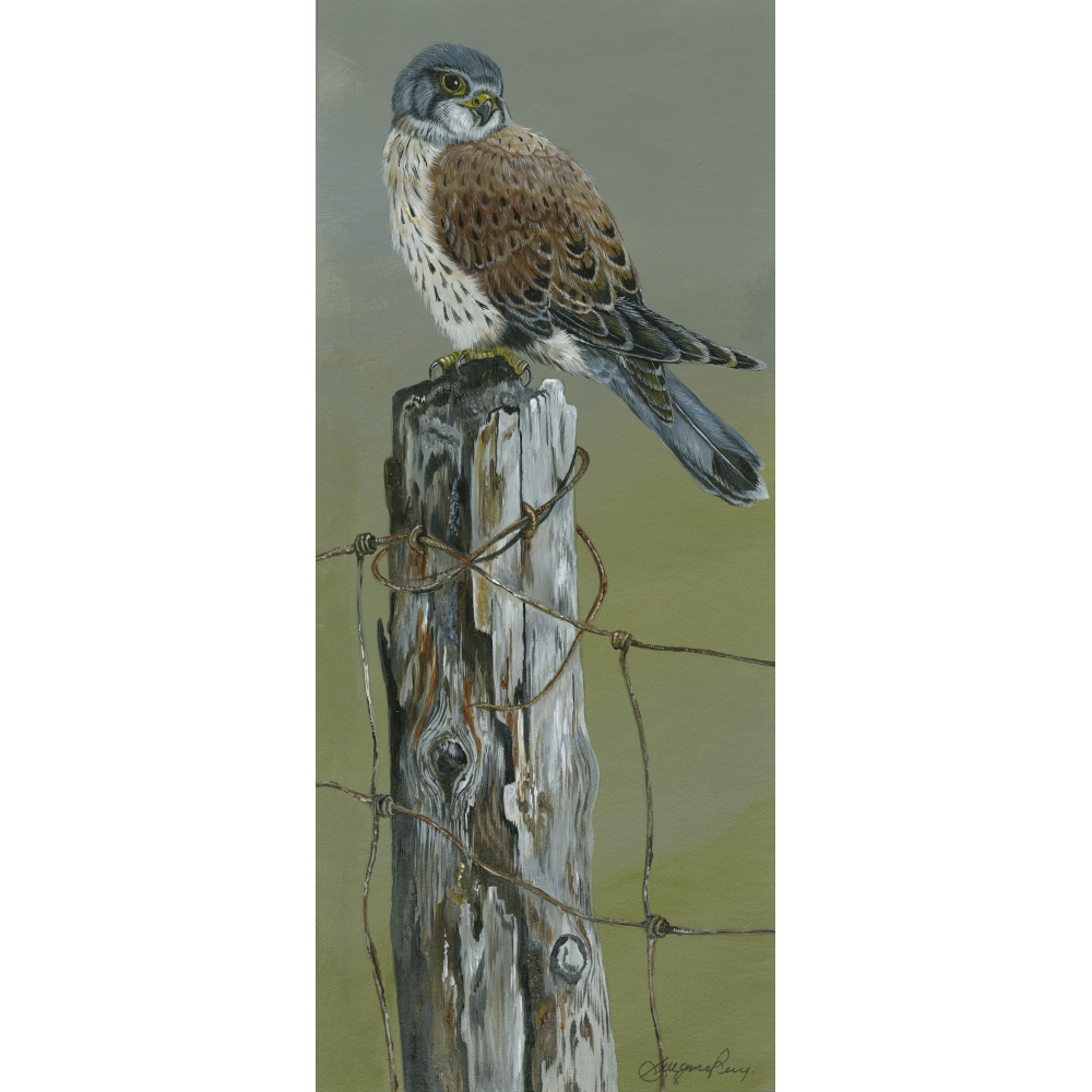 birds-of-prey-kestrel-spart-384