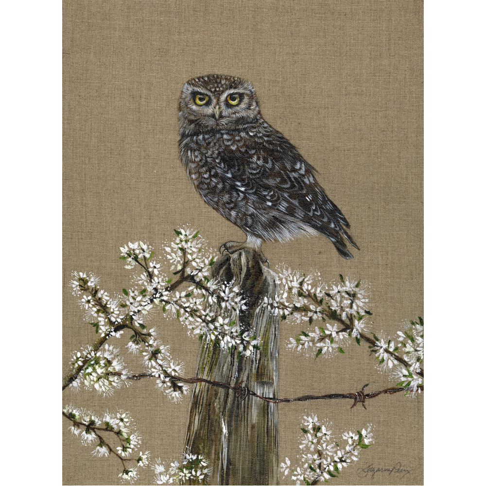 birds-of-prey-little-owl-canvas-331-website_1865146944