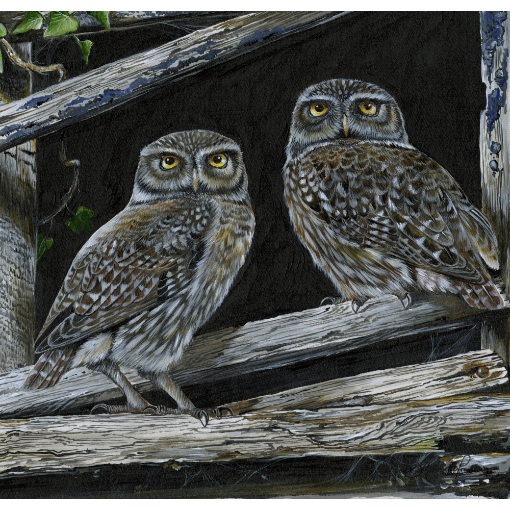 birds-of-prey-little-owl-two-hoots-suzanne-perry-art-295_369716669