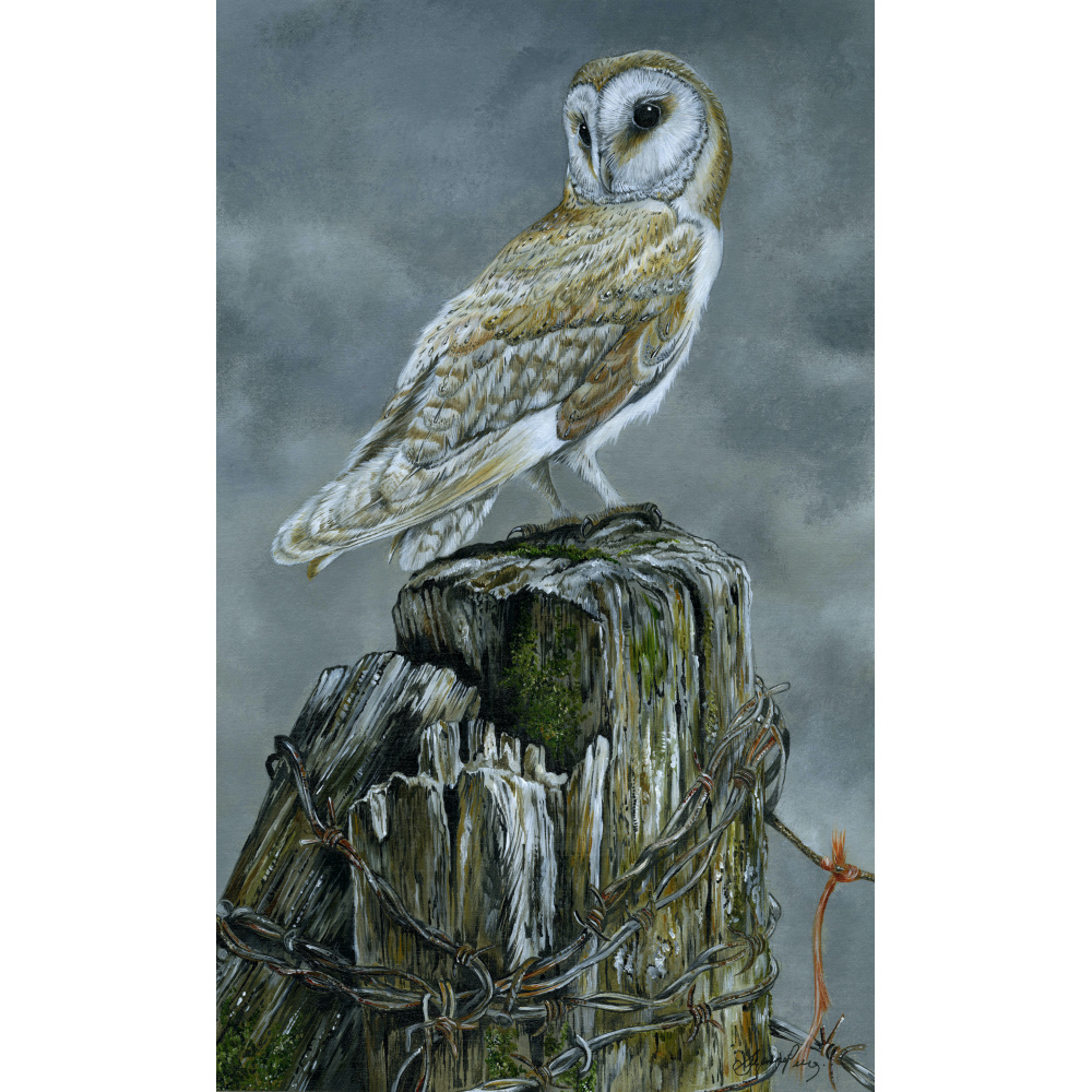 birds-of-prey-paintings-barn-owl-alba-suzanne-perry-art-279_710876621
