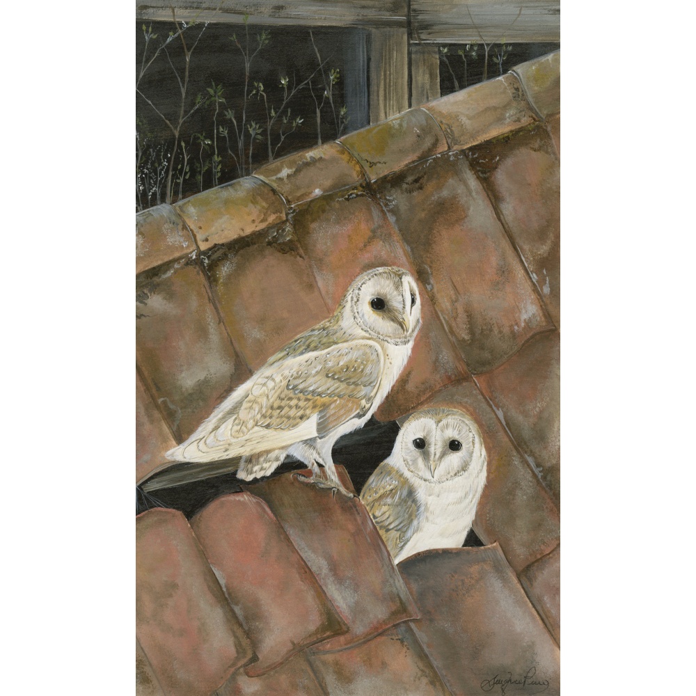 birds-of-prey-paintings-barn-owl-settling-in-suzanne-perry-art-162