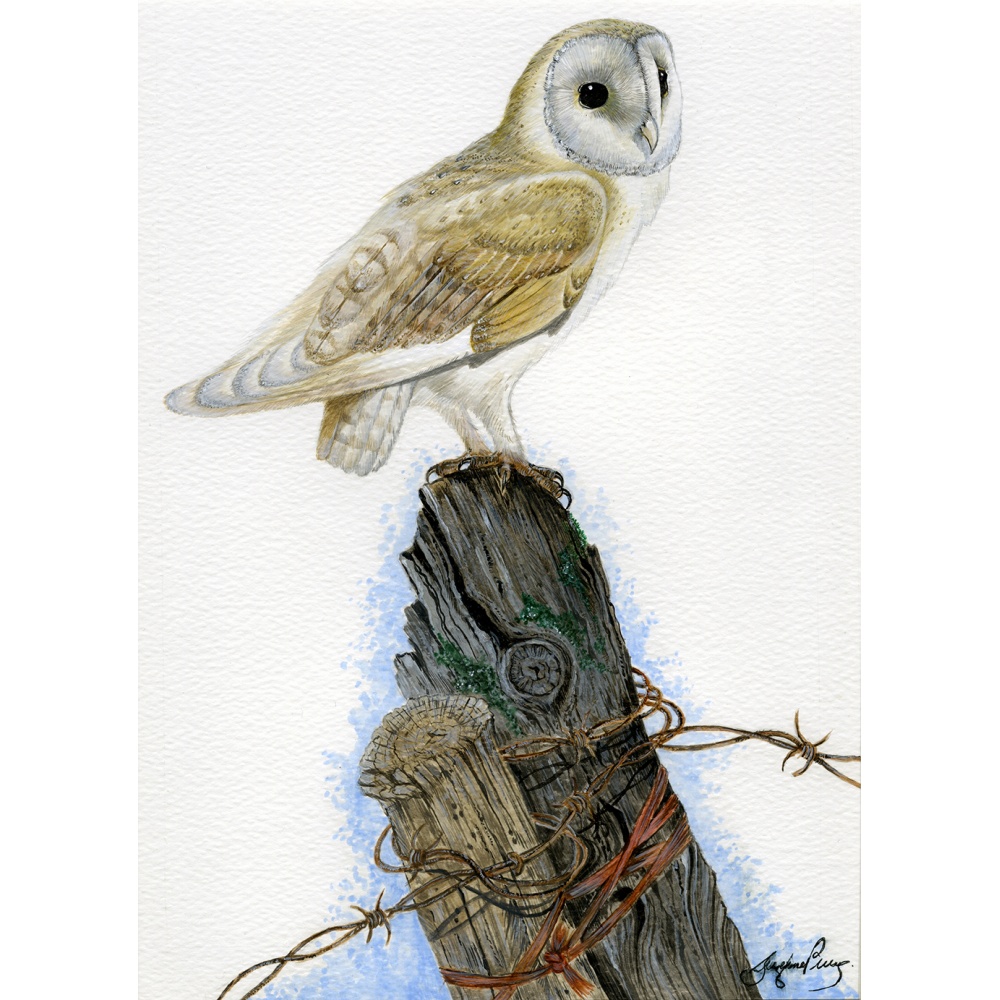 birds-of-prey-paintings-barn-owl-suzanne-perry-art-004a