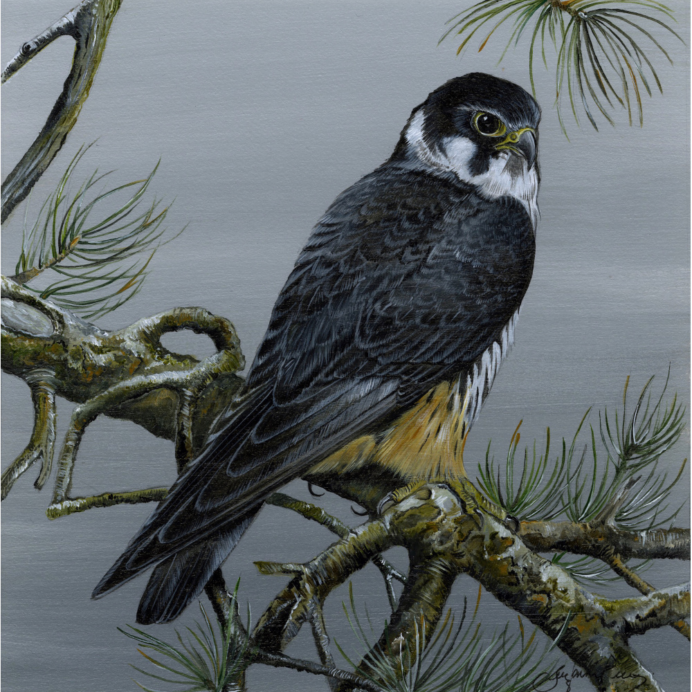 birds-of-prey-paintings-hobby-subbuteo-suzanne-perry-art-263_1879535428