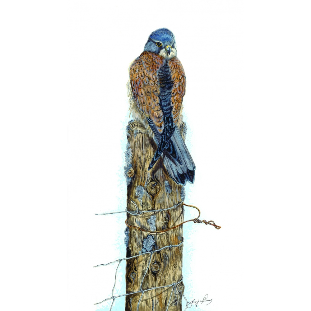 birds-of-prey-paintings-kestrel-sitting-pretty-suzanne-perry-art