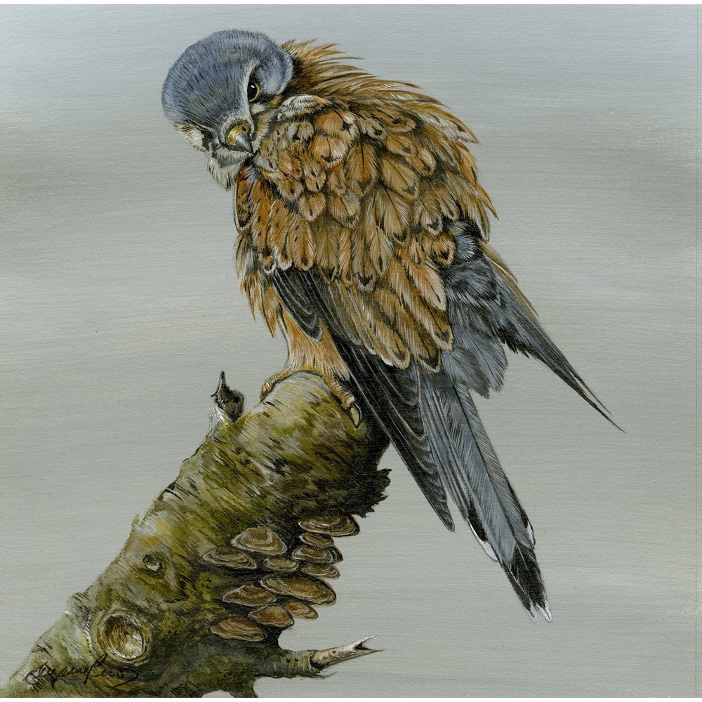 birds-of-prey-paintings-kestrel-suzanne-perry-art-243