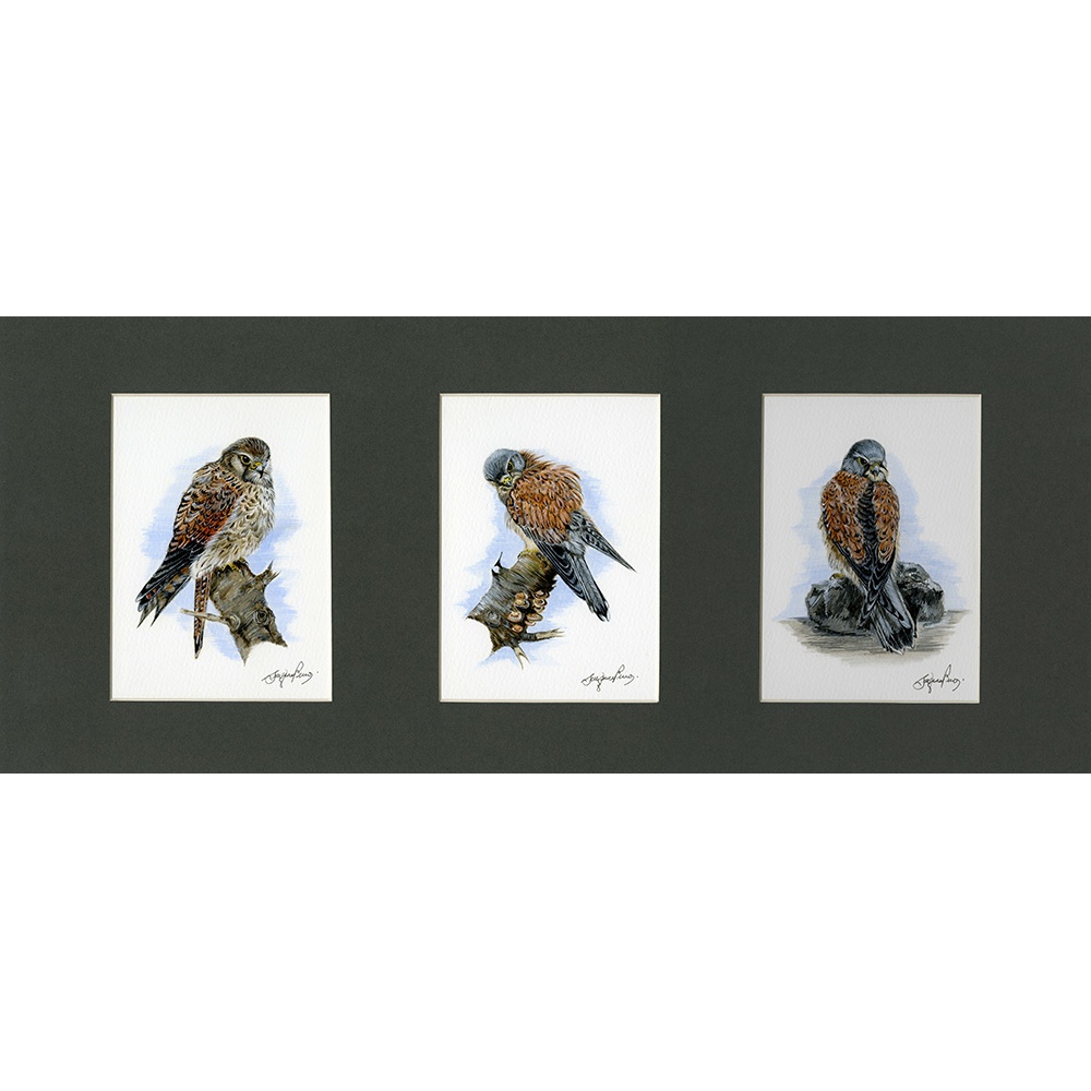 birds-of-prey-paintings-kestrels-resting-suzanne-perry-art-057_467376653