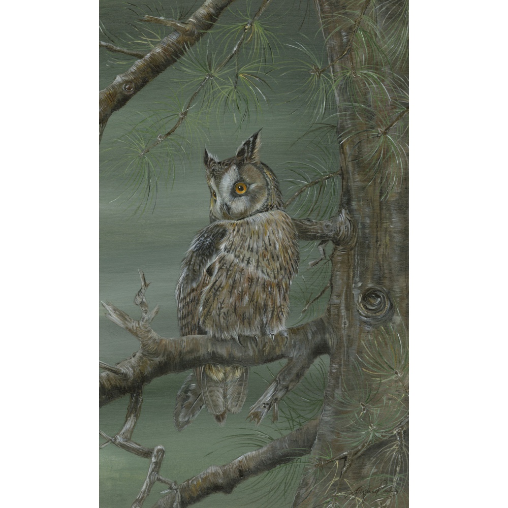 birds-of-prey-paintings-long-eared-owl-suzanne-perry-art-147