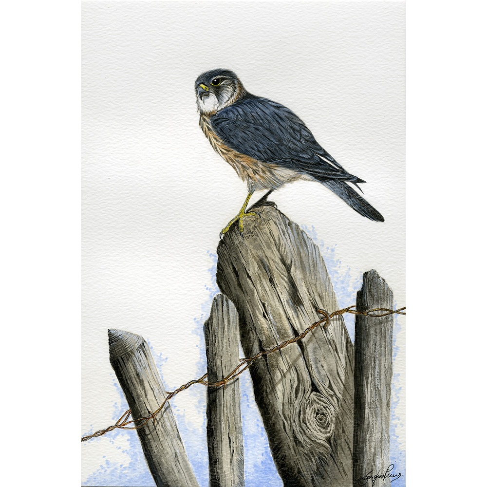 birds-of-prey-paintings-merlin-suzanne-perry-art-005_1390938966