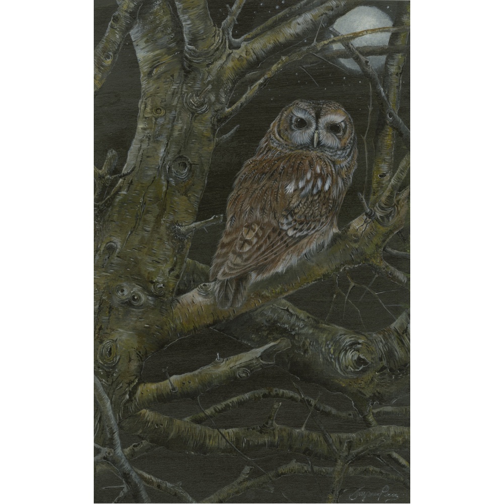 birds-of-prey-paintings-tawny-owl-lunar-suzanne-perry-art-207
