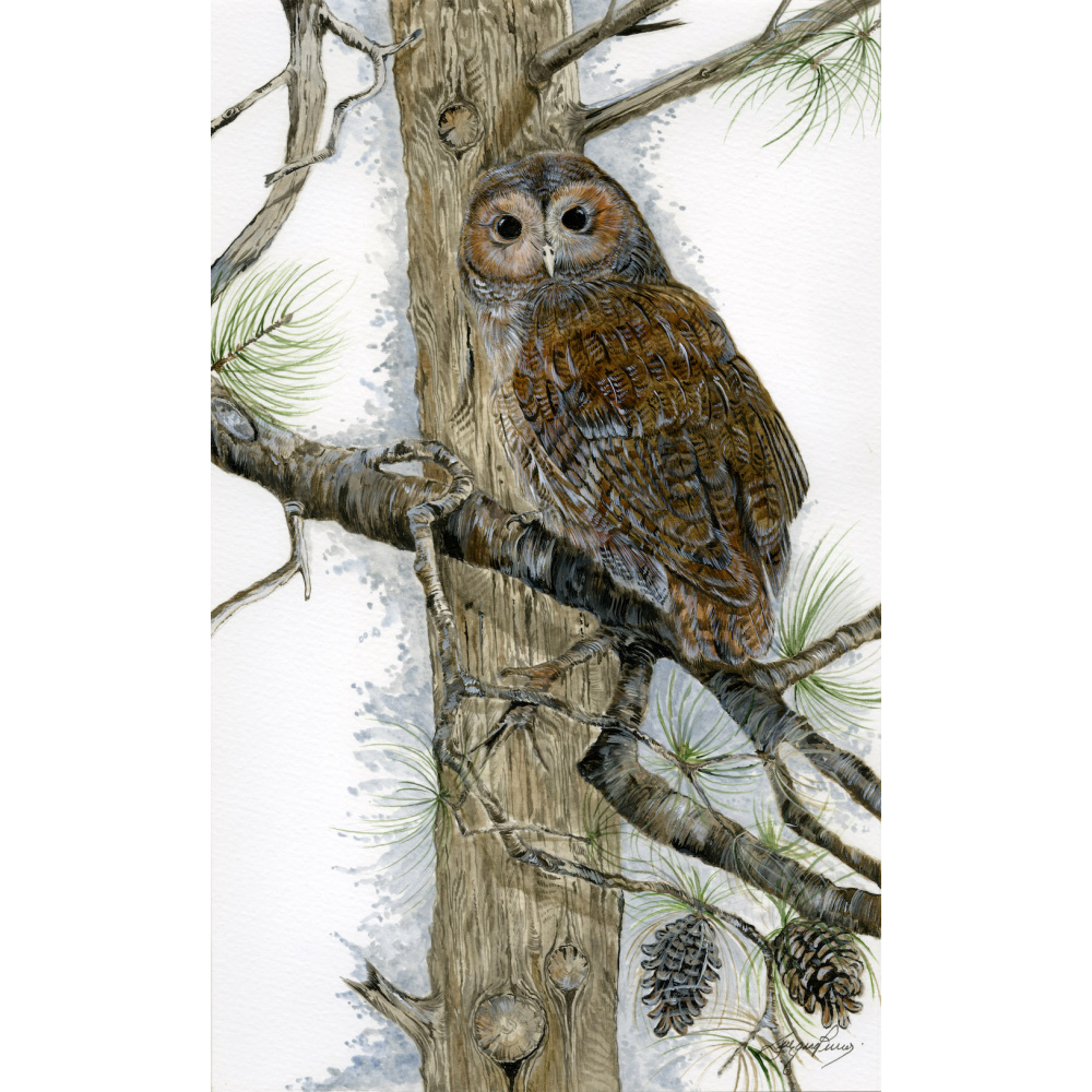 birds-of-prey-paintings-tawny-owl-watchful-owl-suzanne-perry-art-054