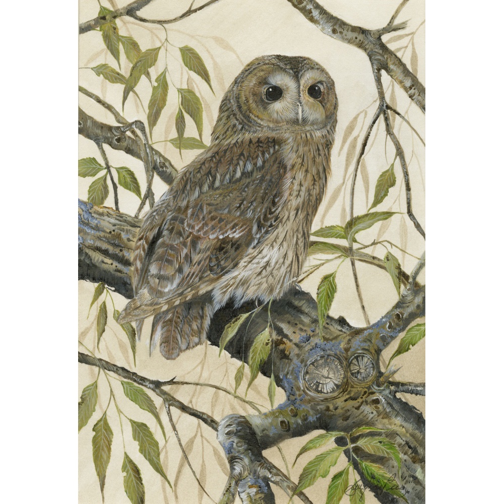 birds-of-prey-paintings-tawny-owl-willow-suzanne-perry-181