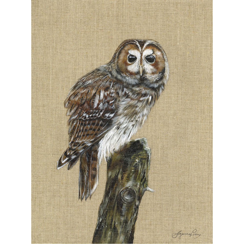 birds-of-prey-tawny-owl-canvas-329-website
