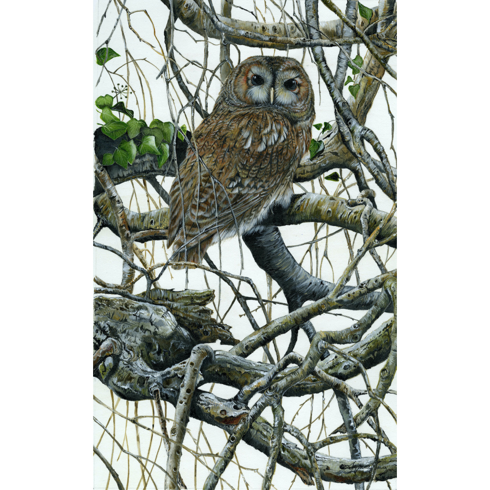 birds-of-prey-tawny-owl-tangleweed-suzanne-perry-art-280_1744778235