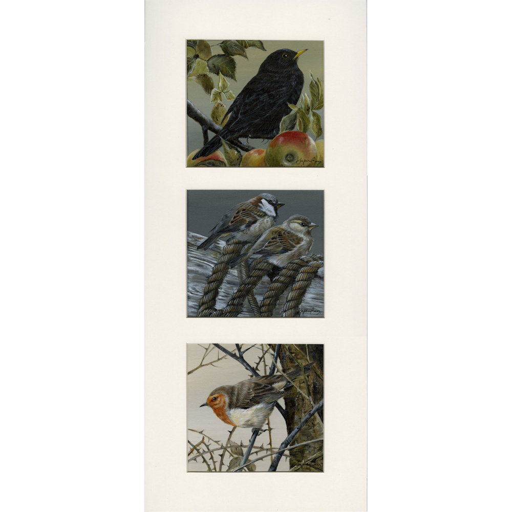 garden-birds-paintings-blackbird-robin-sparrow-garden-collection-suzanne-perry-art-259-0427_2116063669