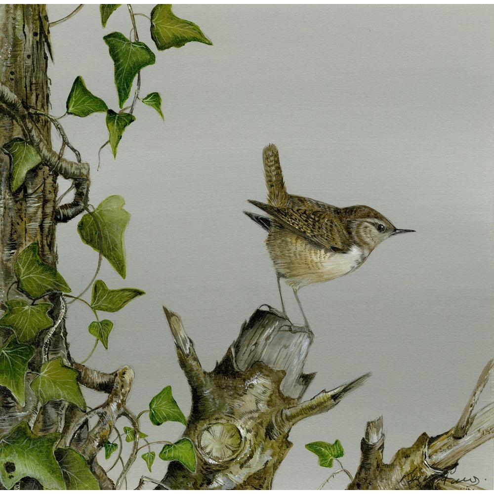 garden-birds-paintings-wren-ivy-suzanne-perry-art-247