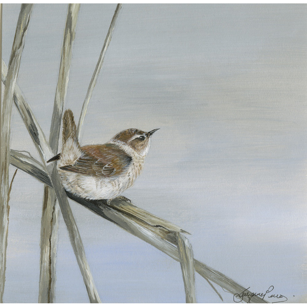 garden-birds-paintings-wren-jenny-suzanne-perry-art-182_410184067