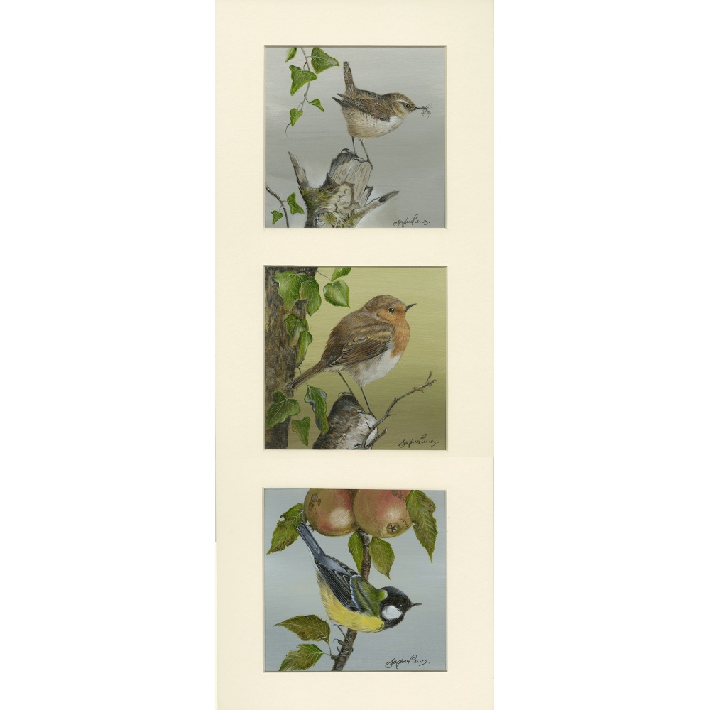 garden-birds-paintings-wren-robin-great-tit-garden-favourites-suzanne-perry-art-224