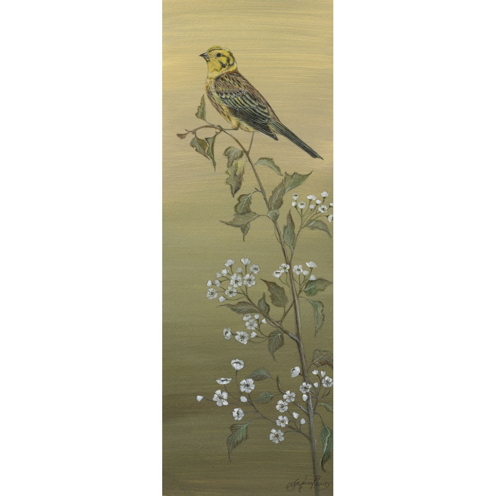 garden-birds-paintings-yellowhammer-suzanne-perry-art-171
