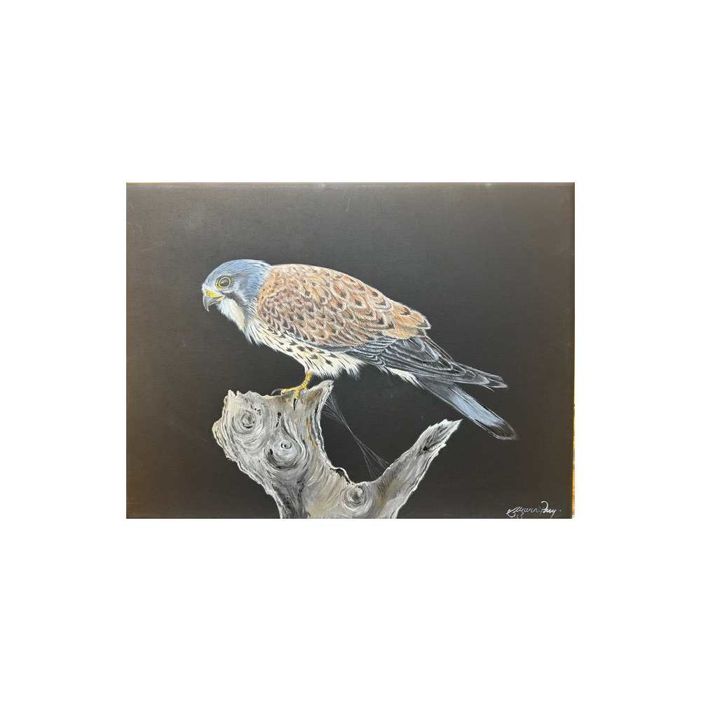 sp_art_kestrel_on_black_canvas