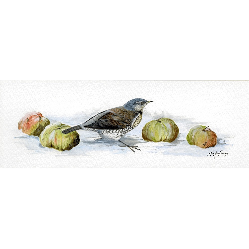 visiting-birds-paintings-fieldfare-with-apples-suzanne-perry-art