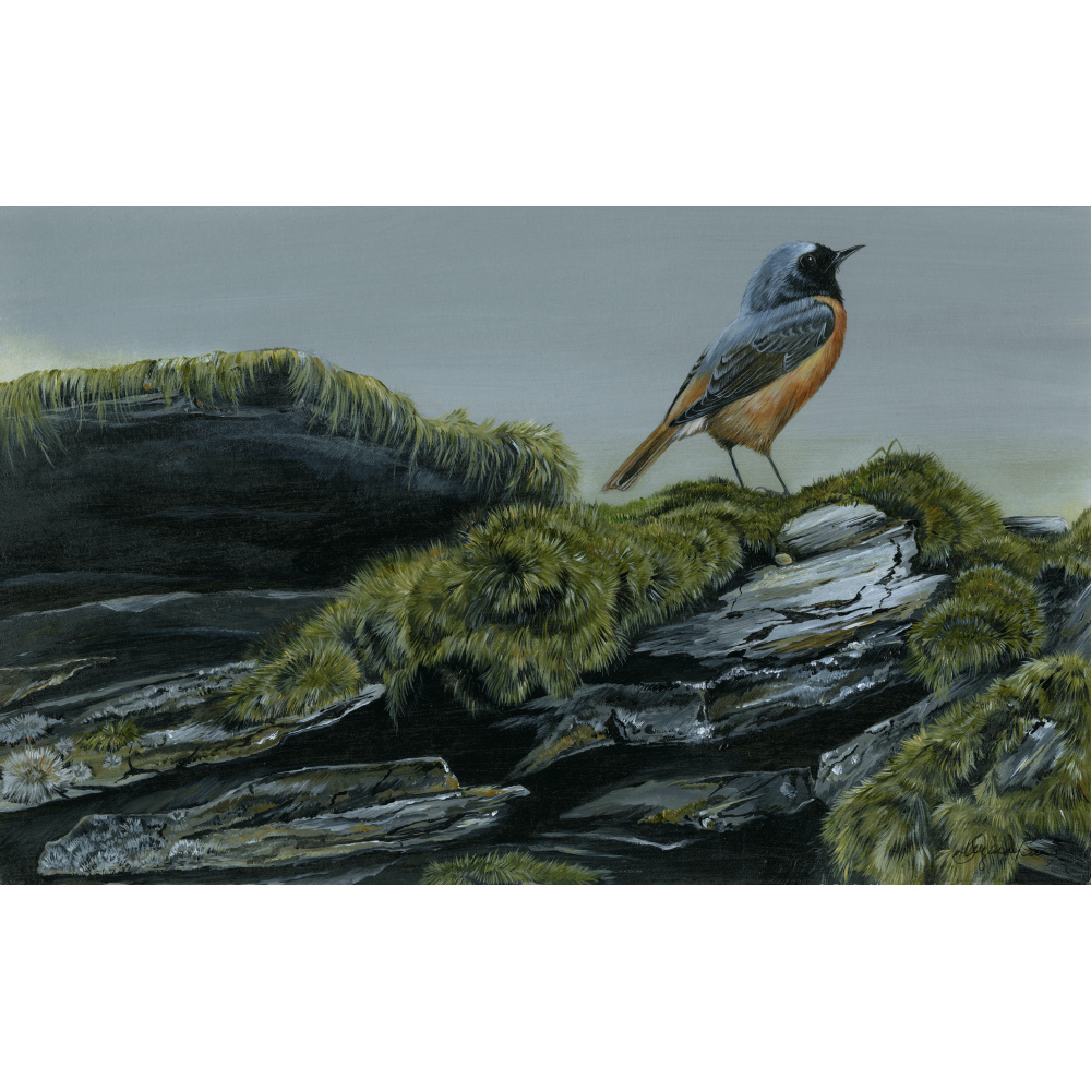 visiting-birds-paintings-redstart-suzanne-perry-art-289_1402662244