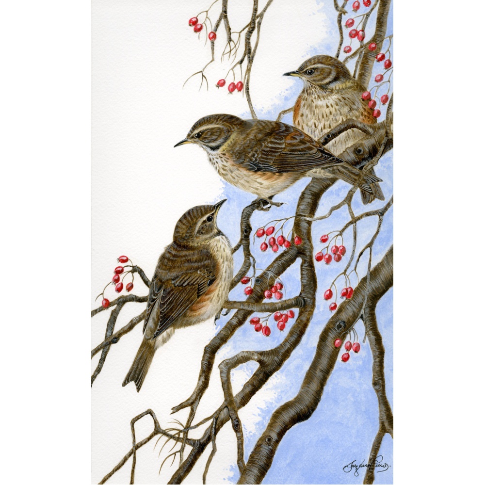 visiting-birds-paintings-redwings-threes-a-crowd-suzanne-perry-art-098