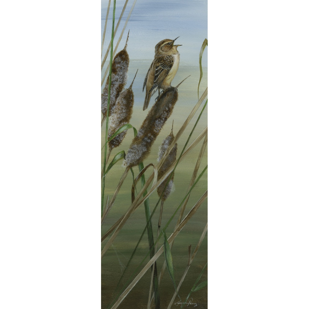 visiting-birds-paintings-sedge-warbler-suzanne-perry-art-128