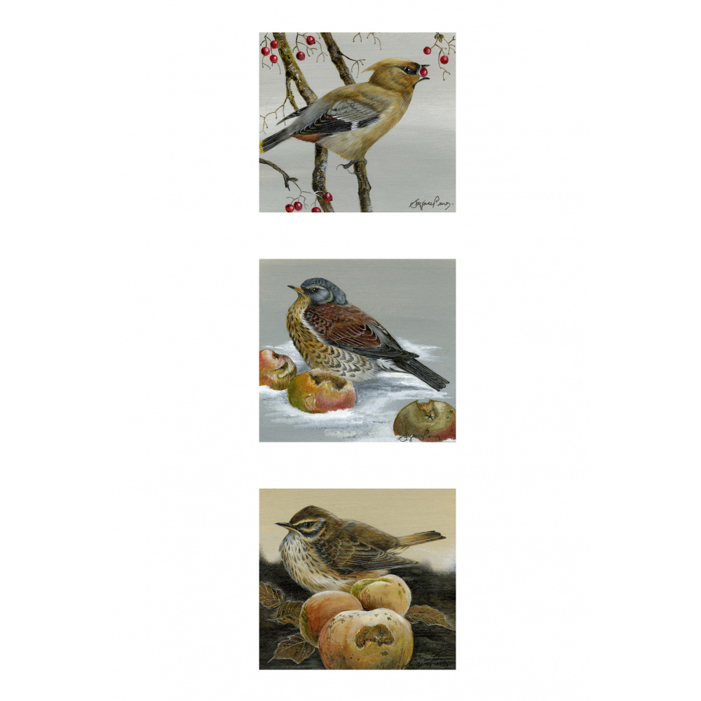 visiting-birds-paintings-waxwing-redwing-fieldfare-three-colours-of-winter-suzanne-perry-art-229