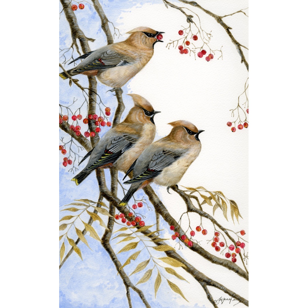 visiting-birds-paintings-waxwings-earful-suzanne-perry-art-079