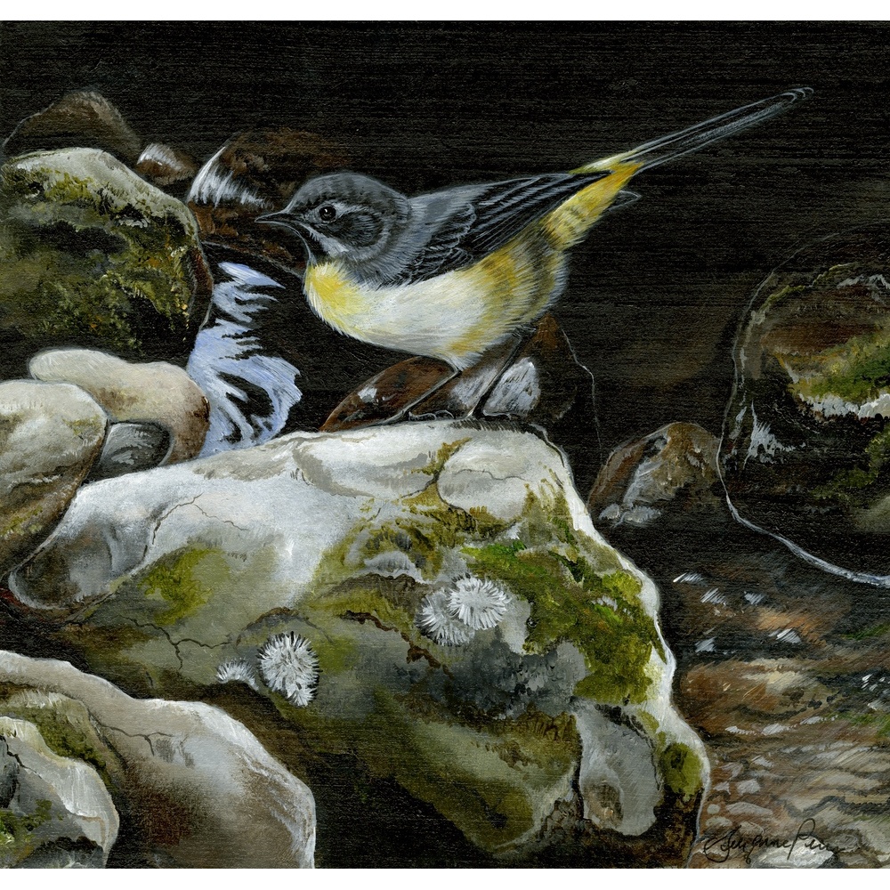 water-and-coastal-birds-paintings-grey-wagtail-suzanne-perry-art-252_1699977317