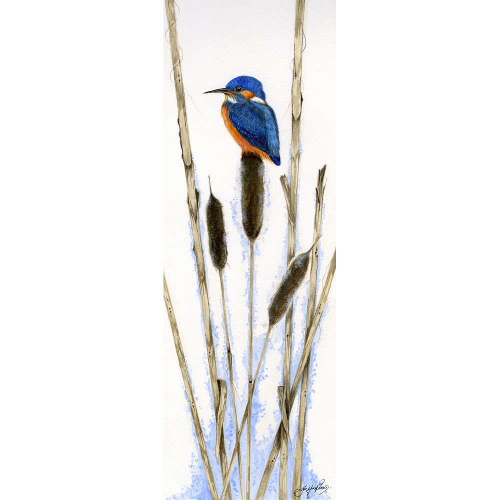 water-and-coastal-birds-paintings-kingfisher-bullrushes-suzanne-perry-art-015a