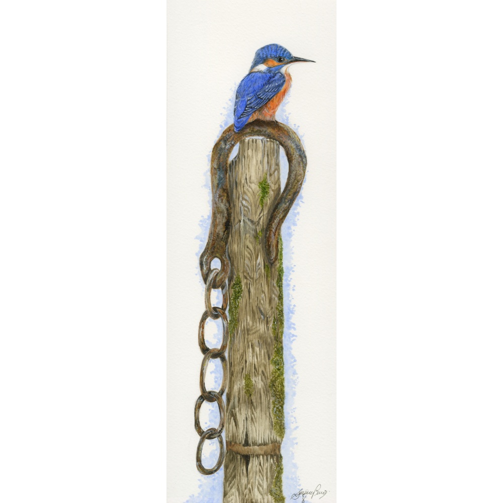 water-and-coastal-birds-paintings-kingfisher-im-hooked-suzanne-perry-art-064