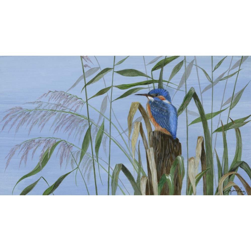 water-and-coastal-birds-paintings-kingfisher-king-of-the-reeds-suzanne-perry-art-099