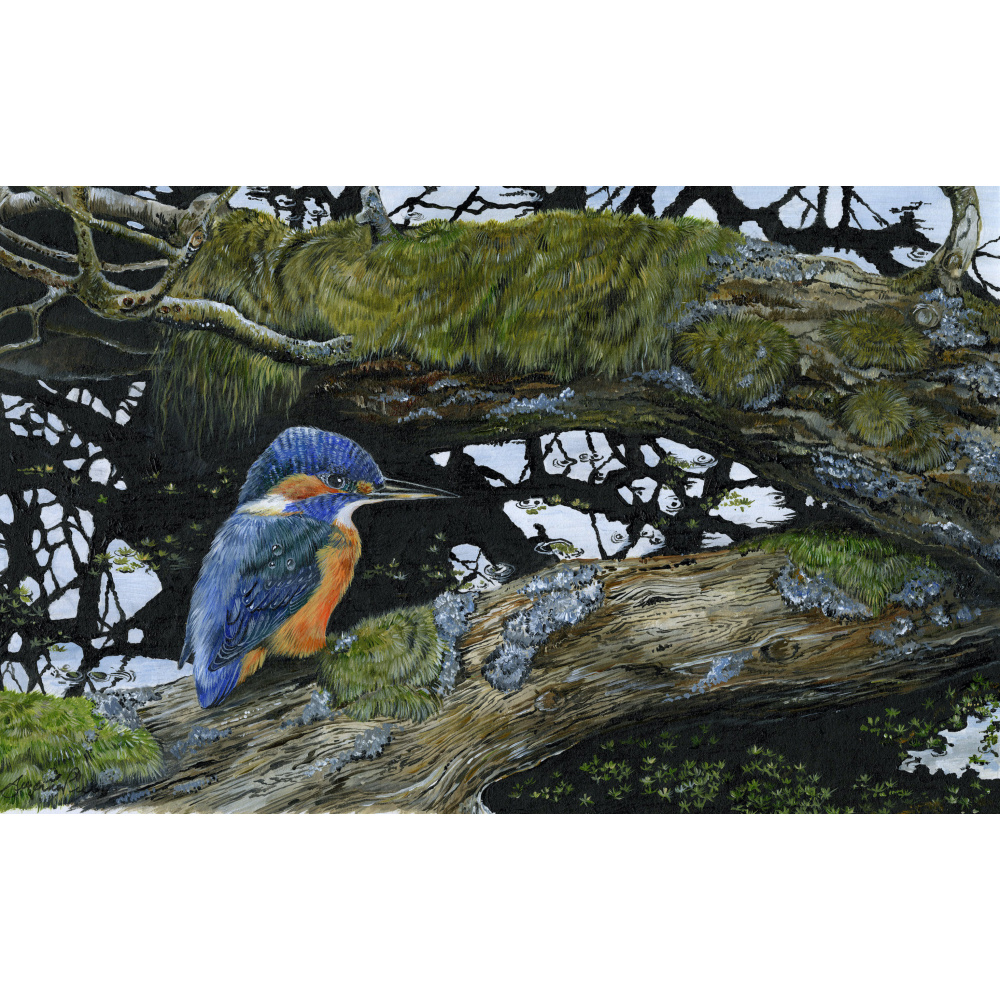 water-and-coastal-birds-paintings-kingfisher-reflection-suzanne-perry-art-299_1109426031