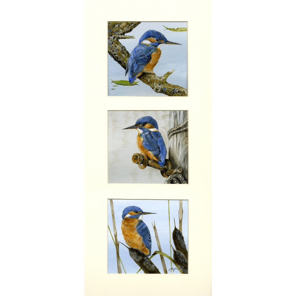 water-and-coastal-birds-paintings-kingfishers-ladie-in-waiting-235